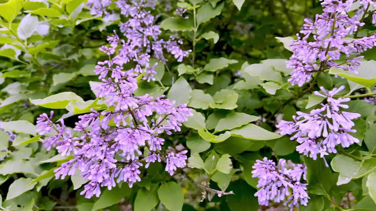 lilac plant in bloom in garden