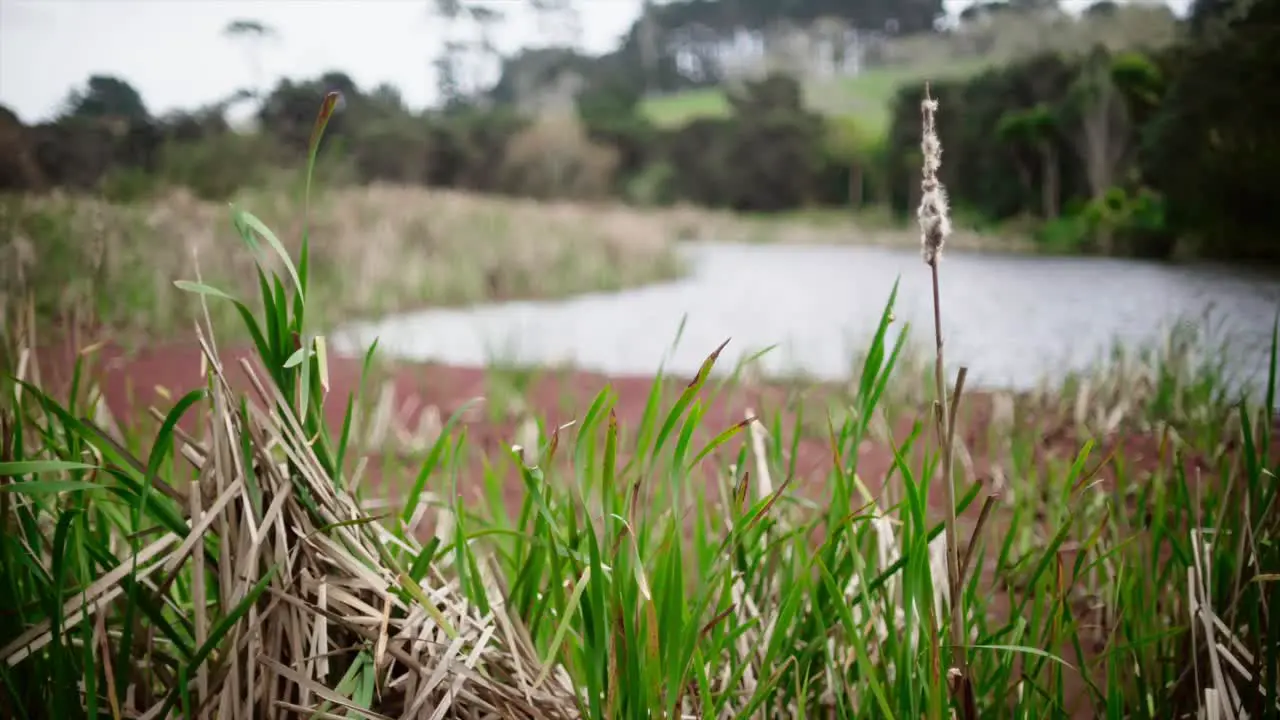 green grass swinging in the wild and a pond