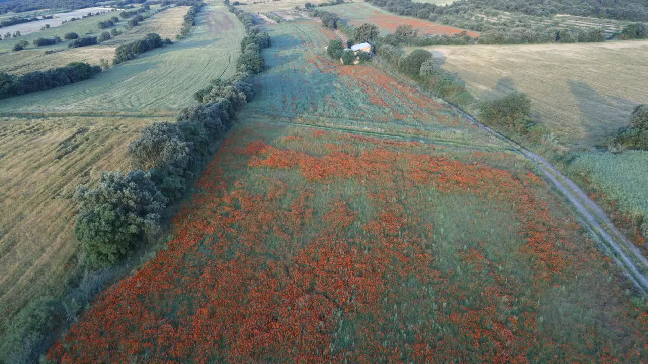 aerial view of a blossom field