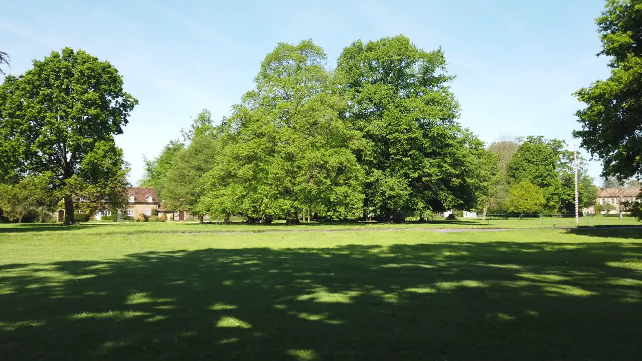 Village green trees with leaves swaying in the wind