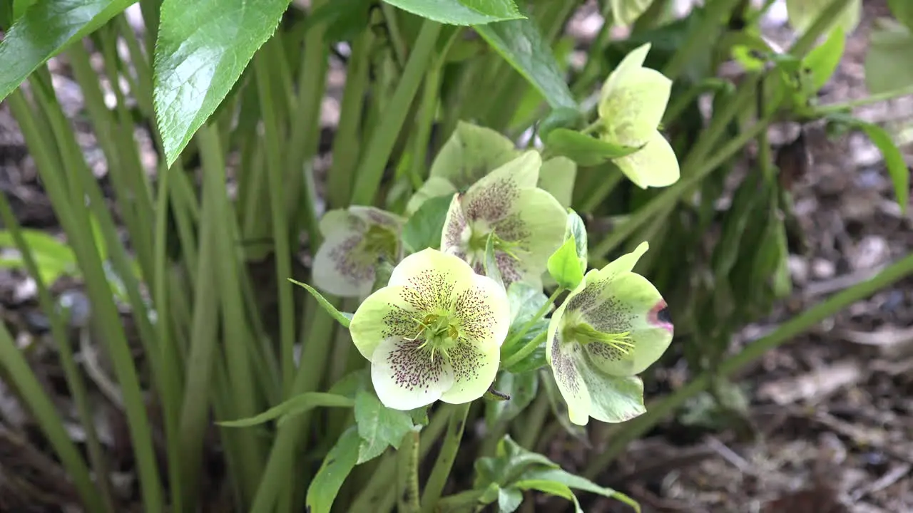 Alaska White Flower With Five Petals