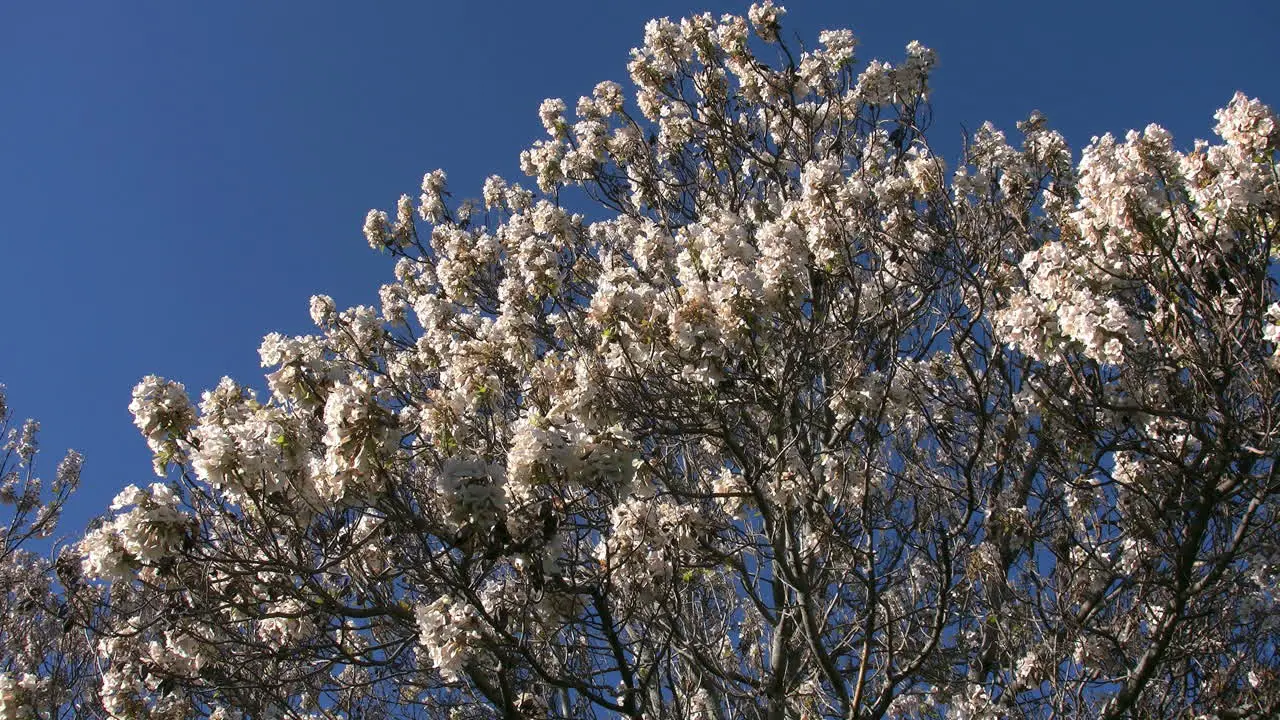 Australia Mt Bellevue Flowering Tree