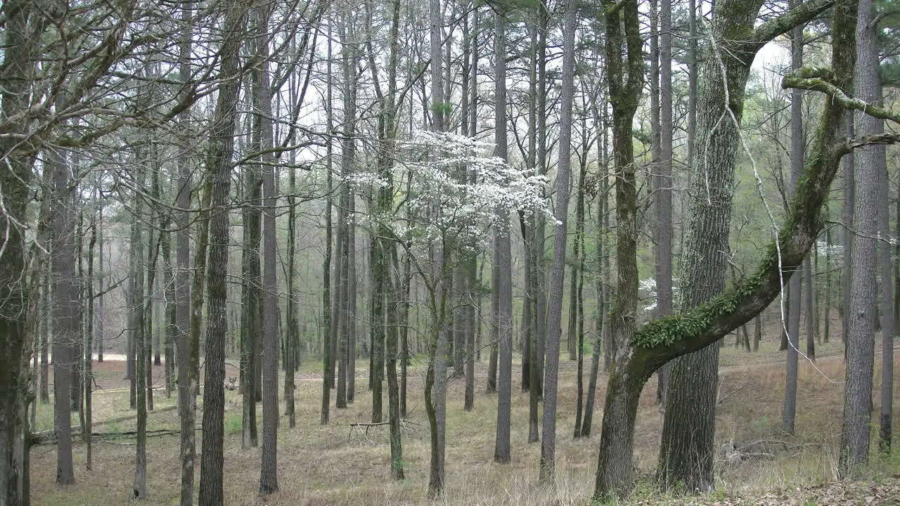 Mississippi Dogwood In Woods