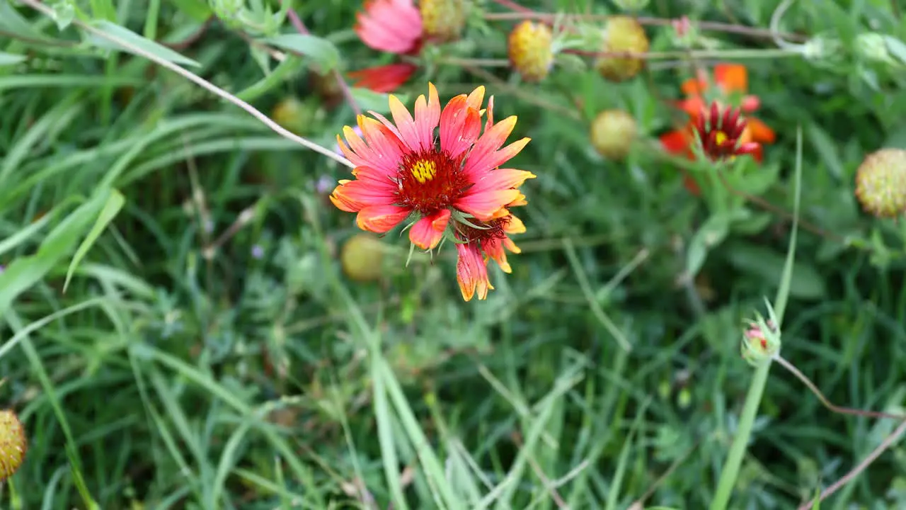 Indian Blanket wildflower in Texas