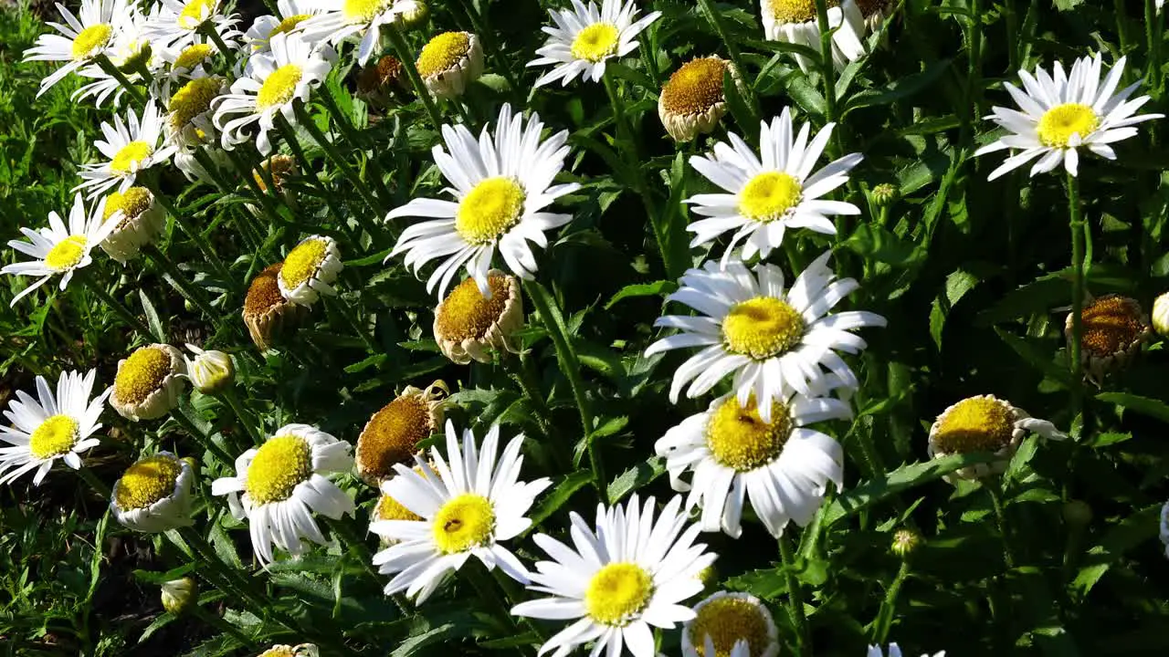 White Daisey flowers with insects on them