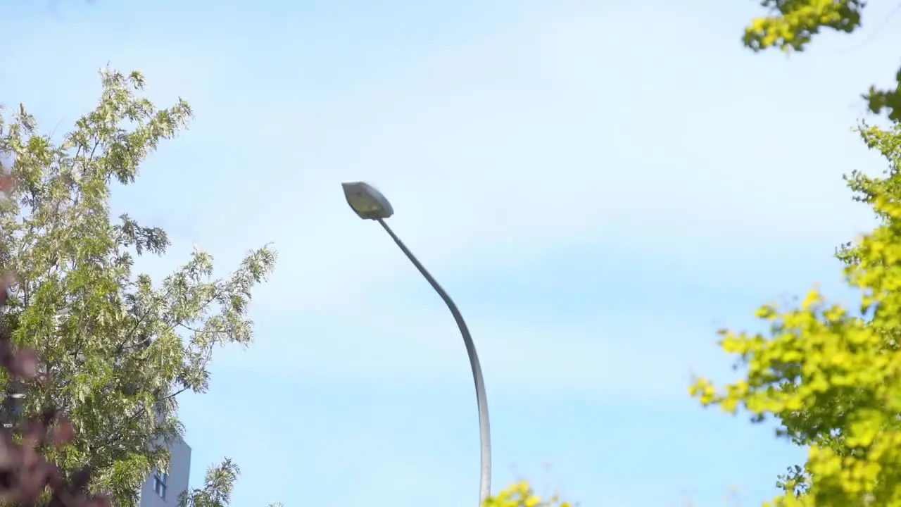 in the park the road lamp pole and tree