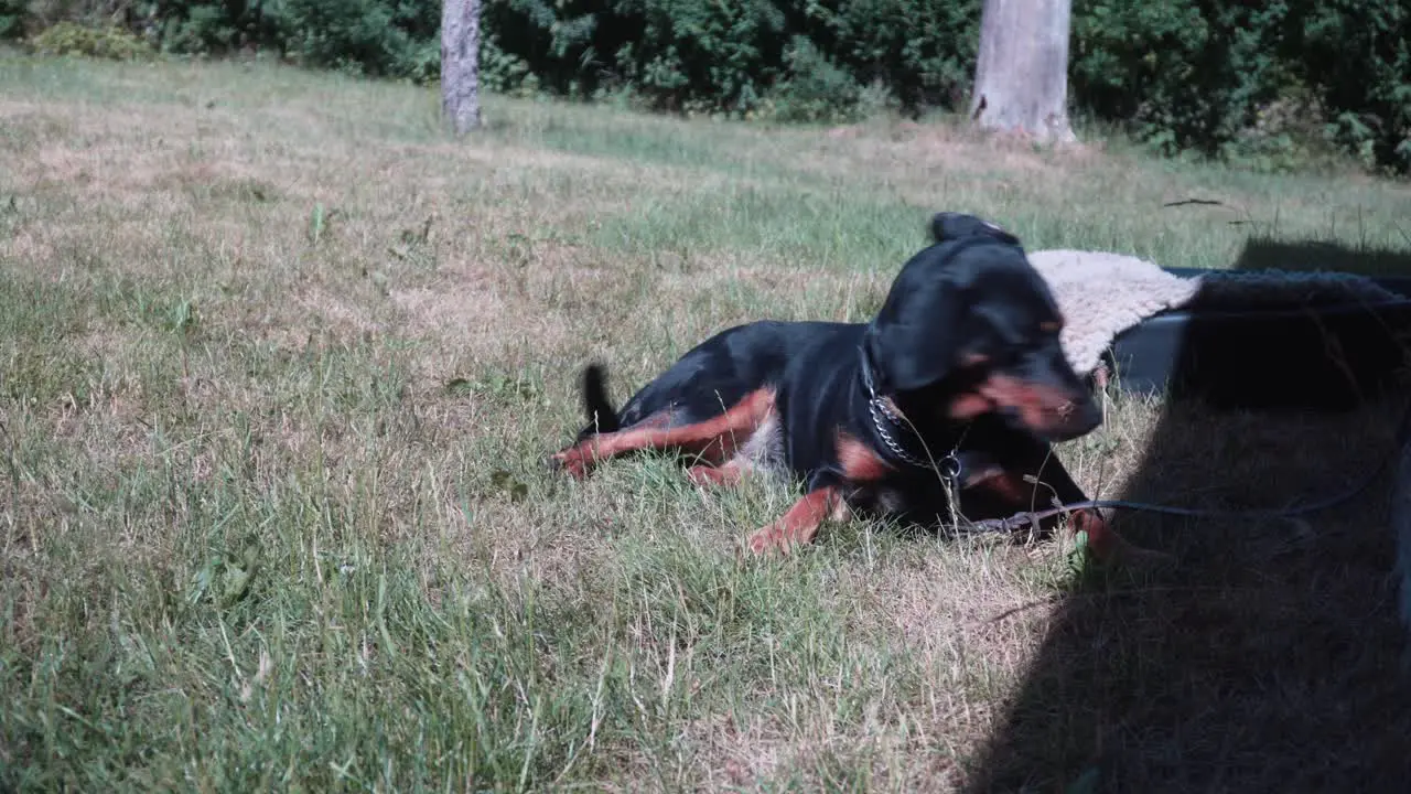 A beautiful coonhound dog lying in grass on a hot summer day