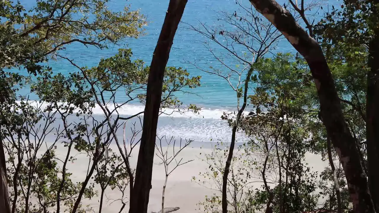 Waves rolling in on the beach from through the trees