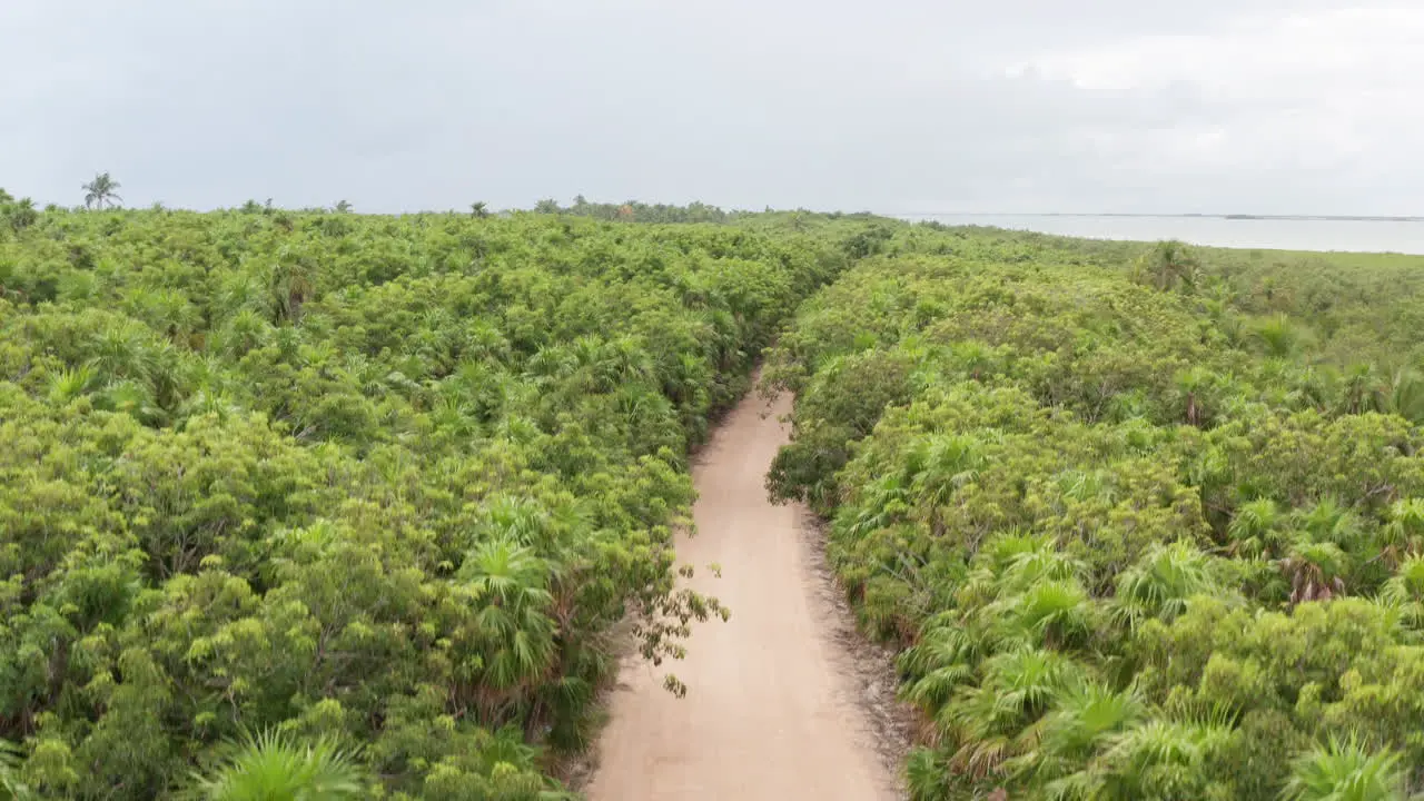 Ascending over lush green tree tops in Mexico