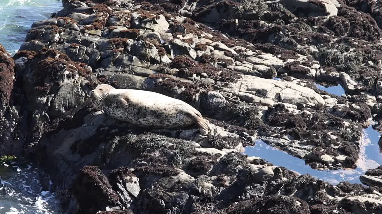 Seal sitting on rocks by ocean