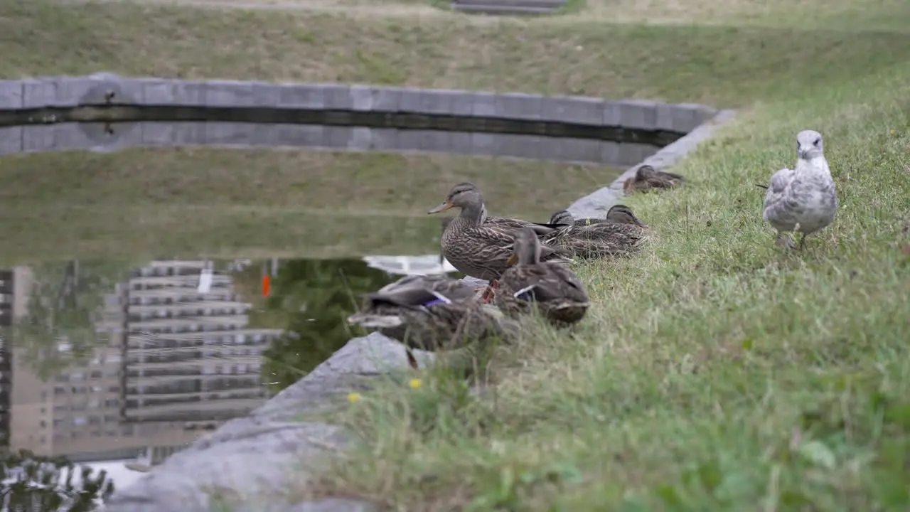 A seagull walks by a group of ducks at a duck pond in slow motion