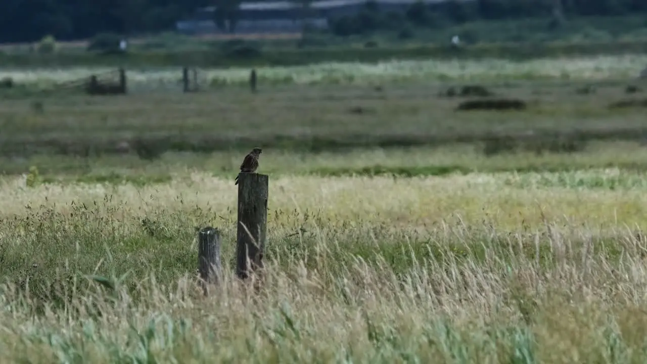 Kestrel Bird Of Prey Perched Norfolk Broads Slow Motion UK