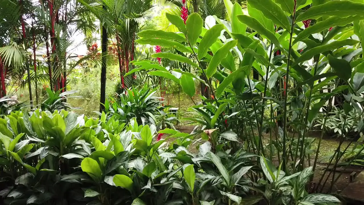 Panning shot of beautiful colorful flowers and plants in Costa Rica sitting in the resorts restaurant