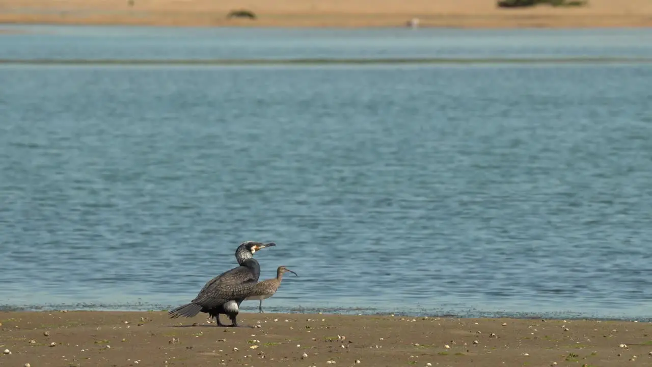 Beautiful Great Cormorant Algarve