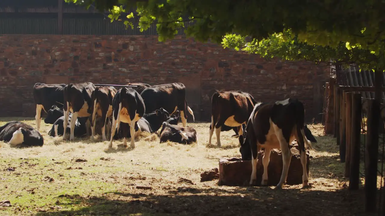 Dairy cows drinking water and sitting in the sun