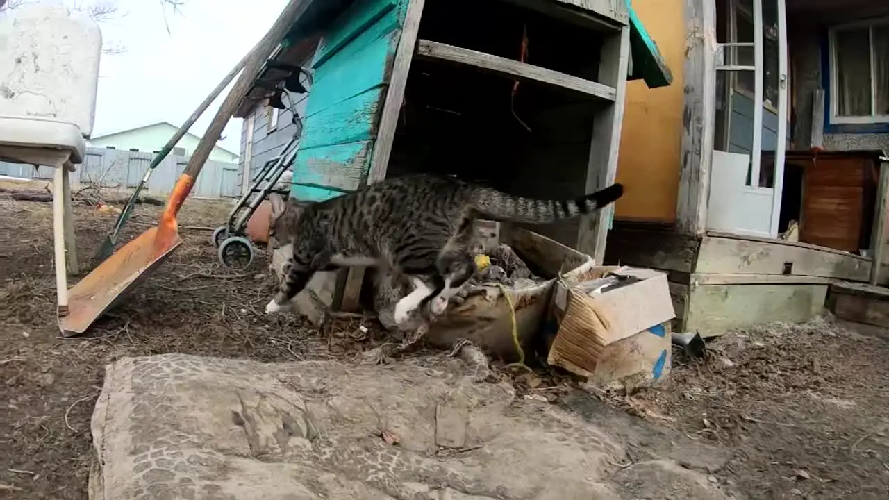 SLOW MOTION Tabby cat jumping in the air outside in the backyard during the daytime in Empress Alberta Canada