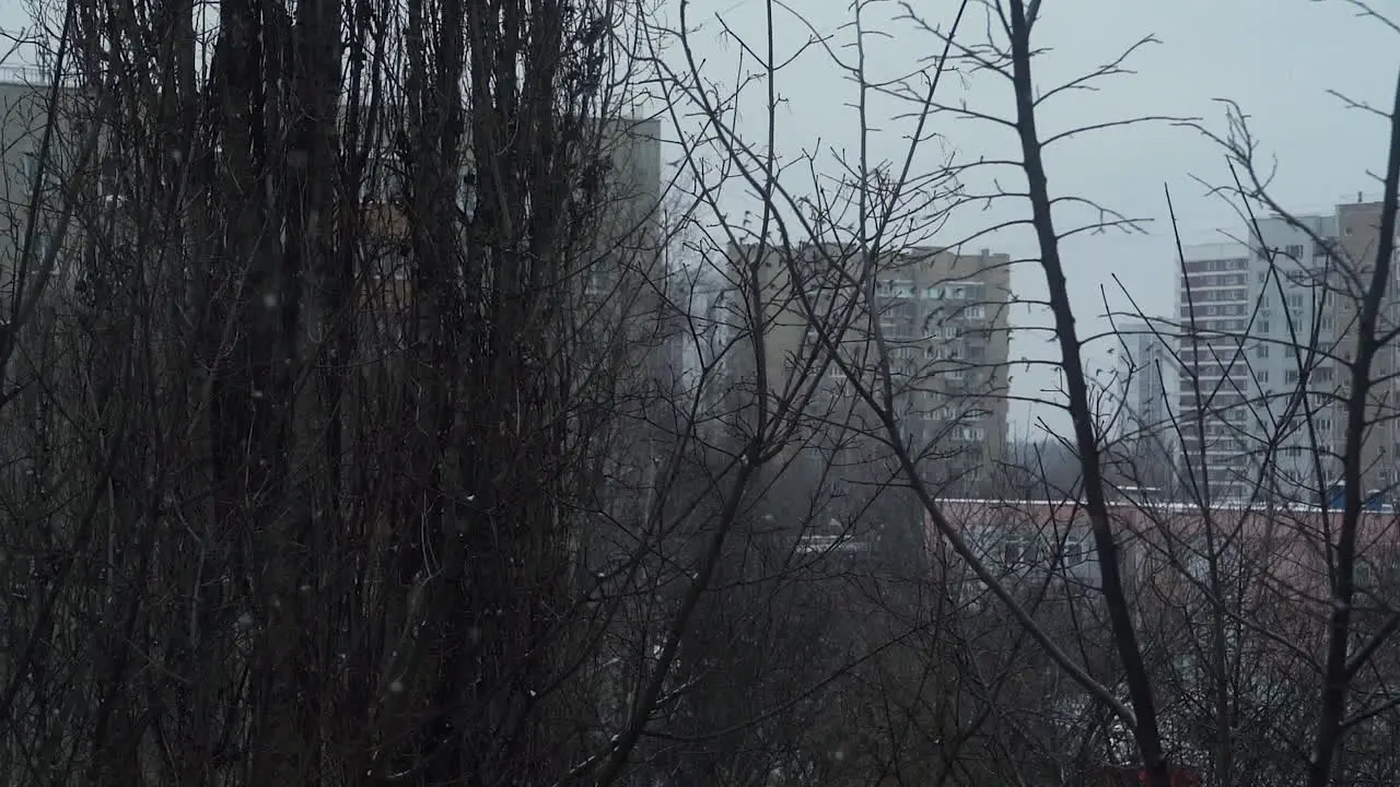 City with flying birds and bare trees on dull winter day