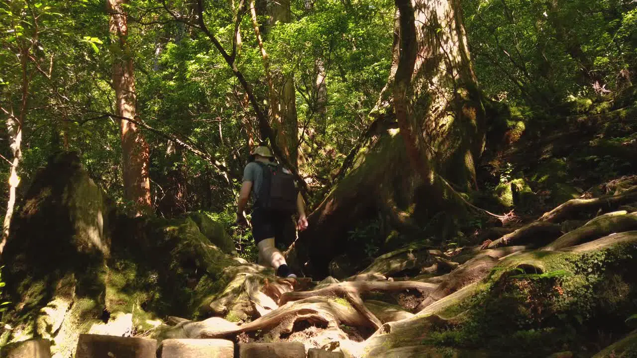 Man Walking Into Mononoke Forest on Yakushima Island Japan