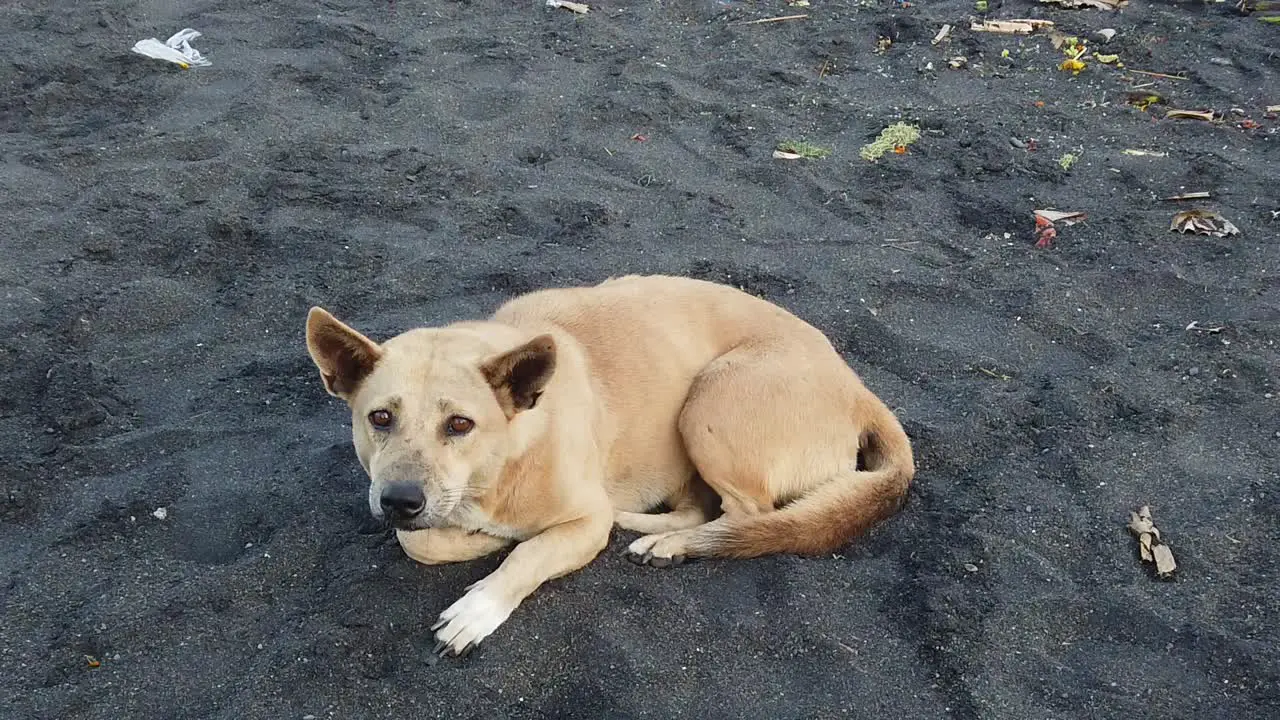 Beach Dog Looks Abandoned in the Black Sand Frightened Animal Alone Walks Away Slow Motion Shot