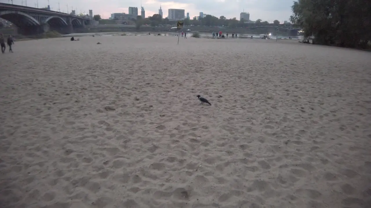 Slow motion video of crows on a sand beach