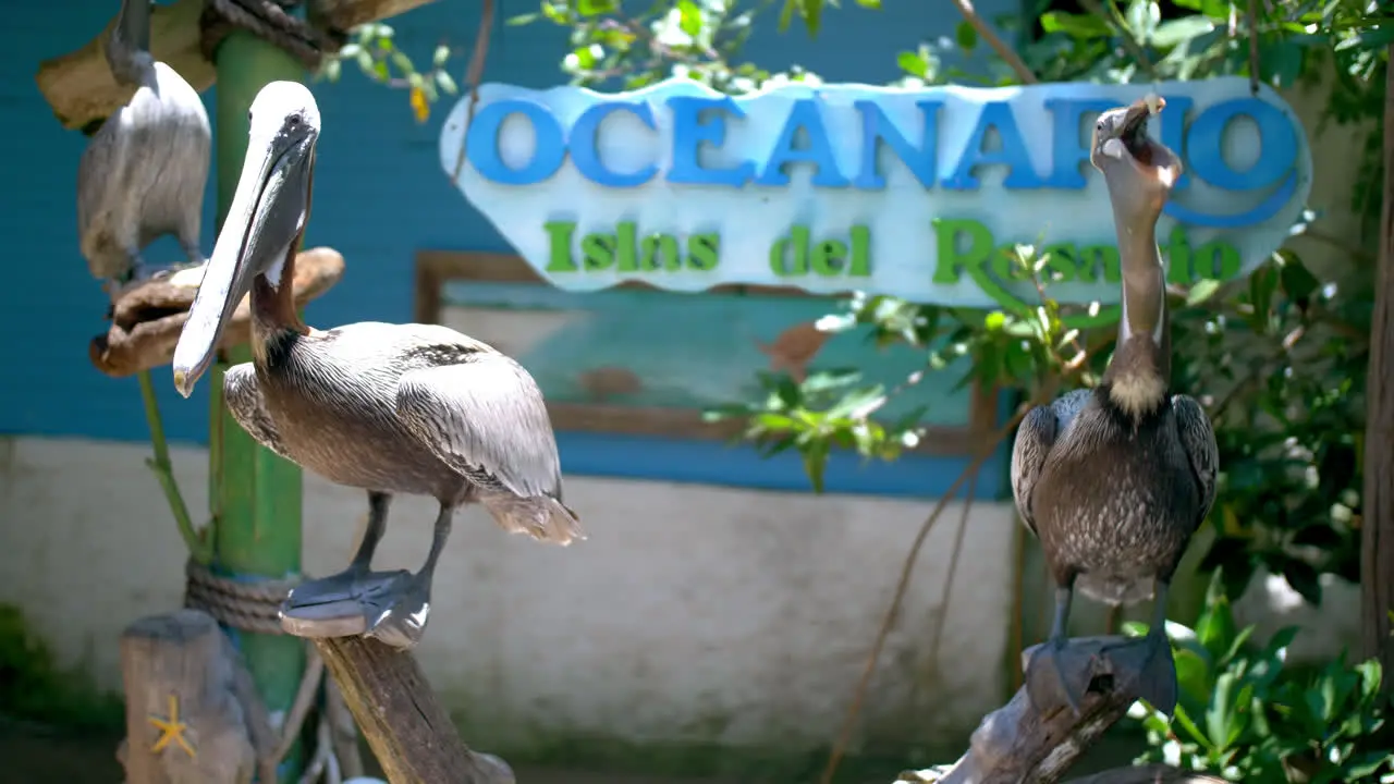 Medium shot of two pelicans at the oceanarium in Cartagena Colombia