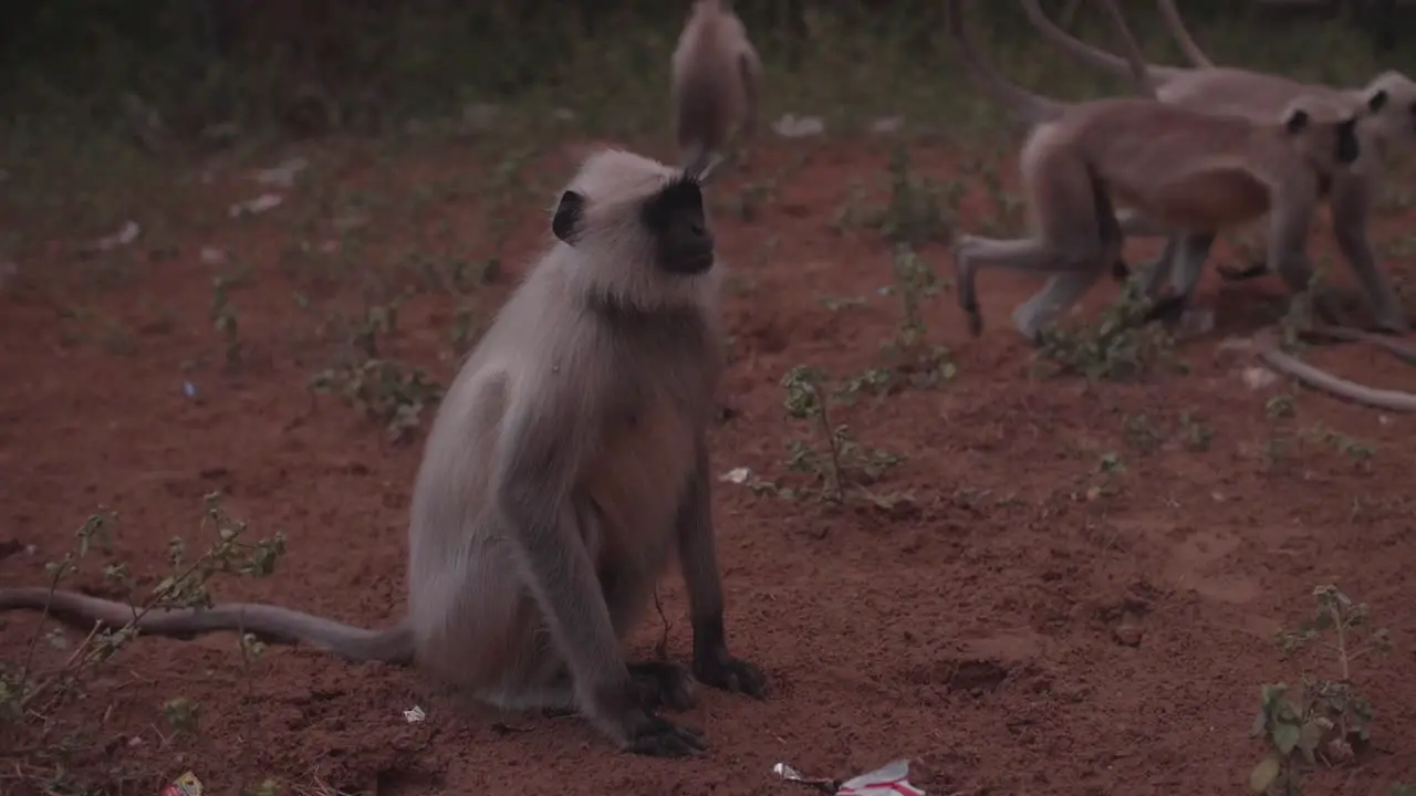 Monkeys with white fur moving in a group