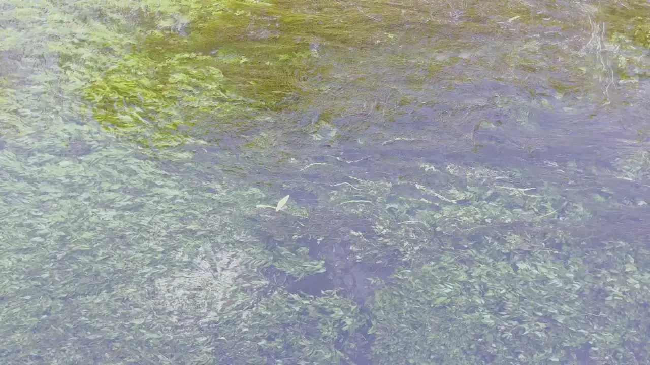 Clear water of a river flows slowly in good weather with lots of green aquatic plants moving slowly in the flow of the stream