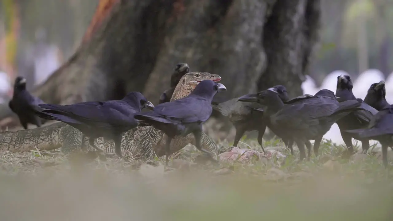 Komodo Dragon Surrounded by Crows