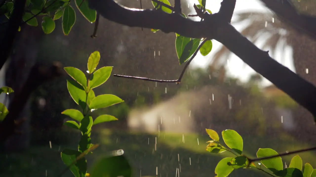 Wet tree with falling water drops and sun specks