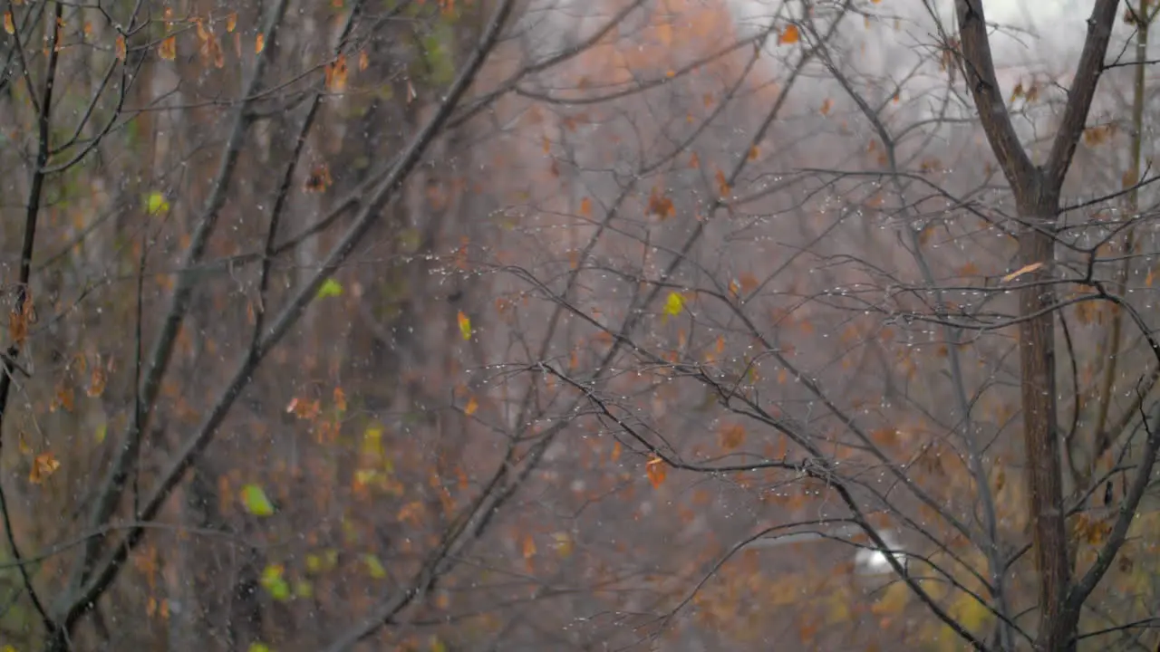 Faded trees and falling snow scene of late autumn