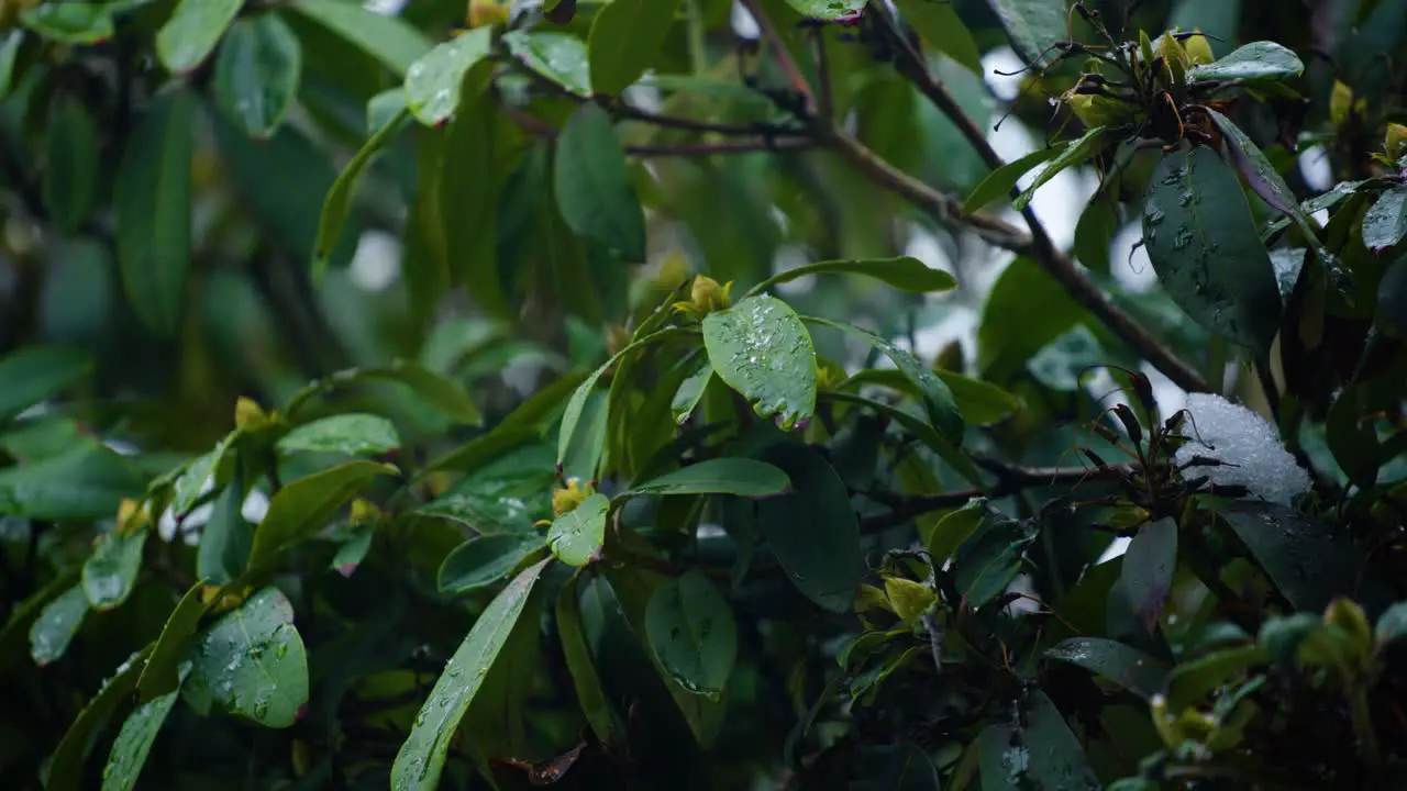 Close up shot of flowers in winter with mixed snow and rain falling onto leaves