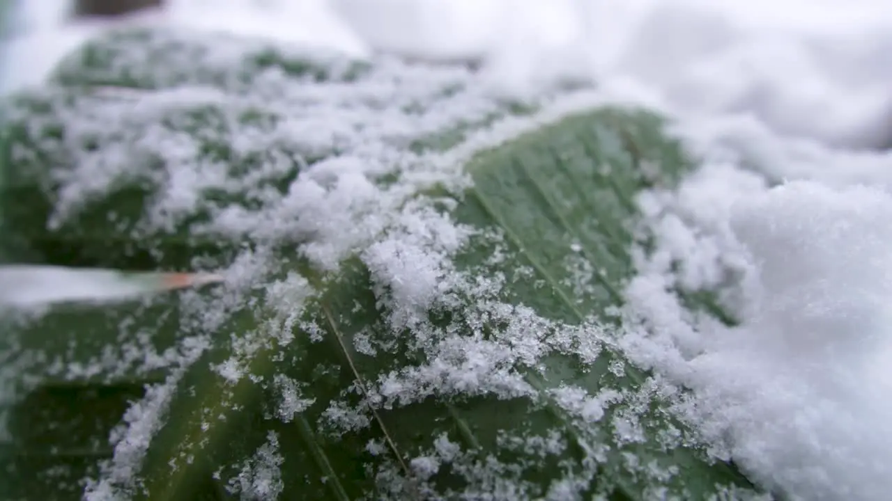 Green plant covered in white snow slow motion