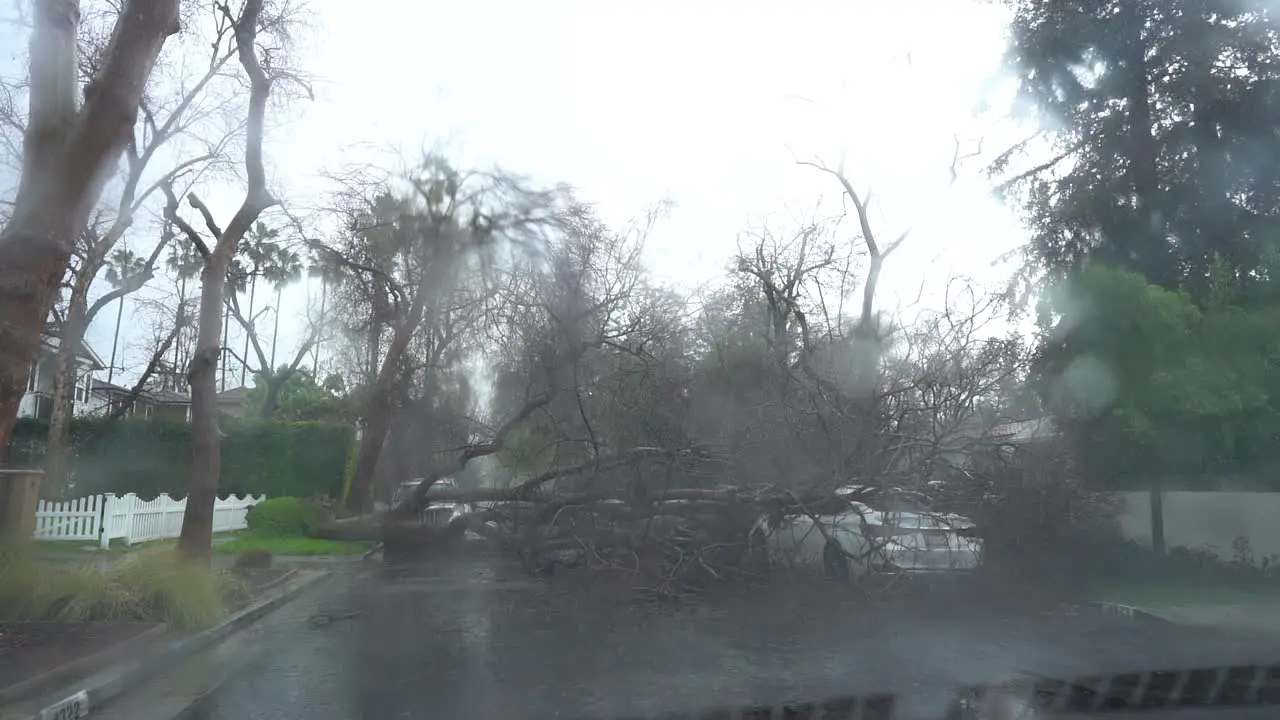 tree falls down on road blocking