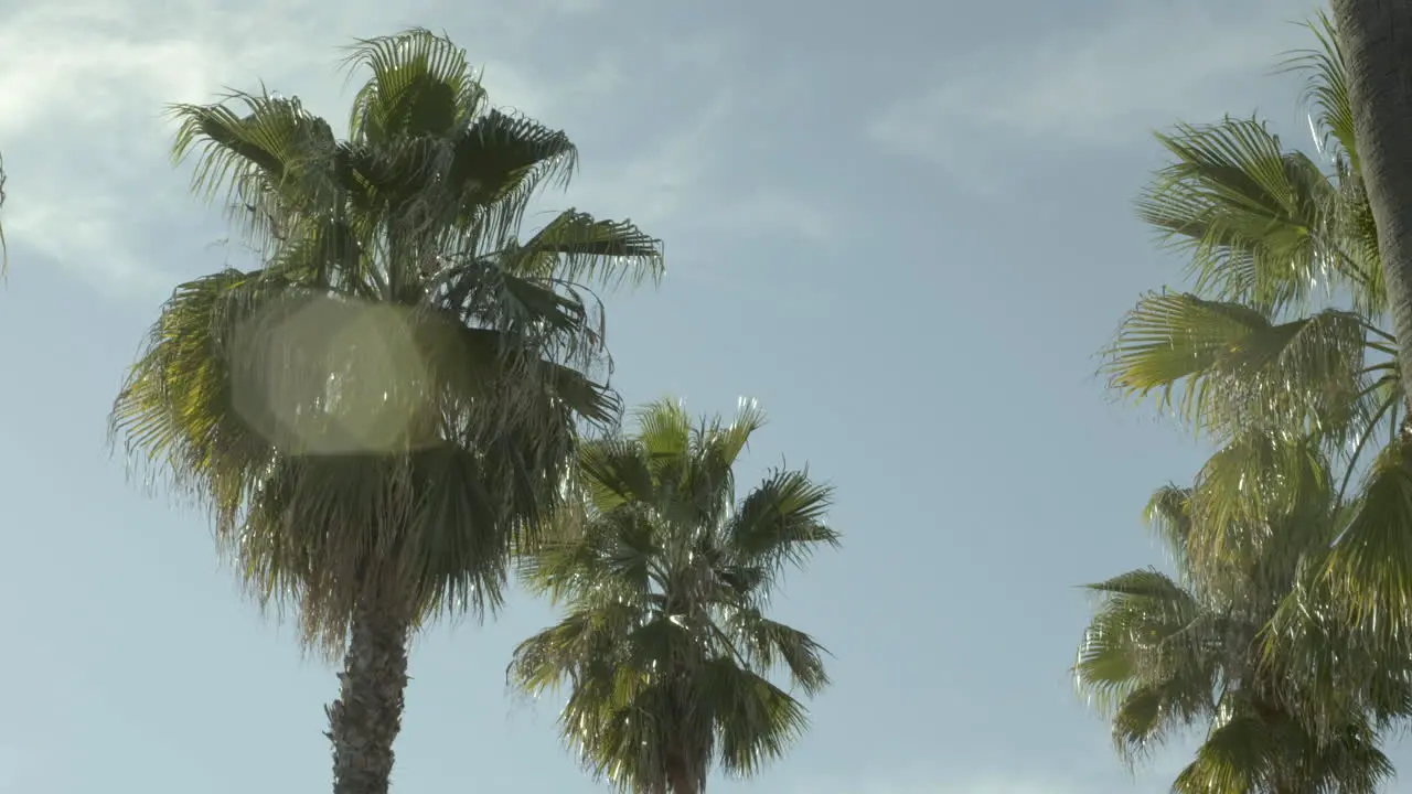 California palm trees on a sunny day