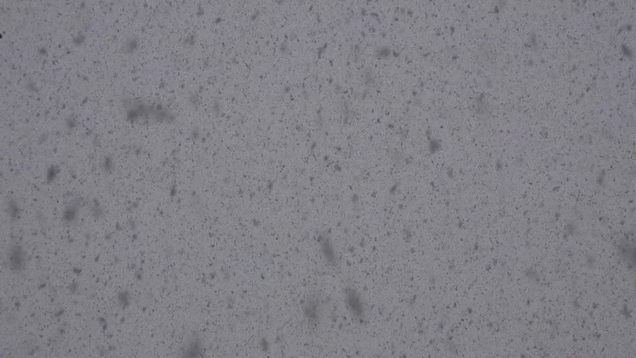 Snow Falling In Large Flakes Slow Motion