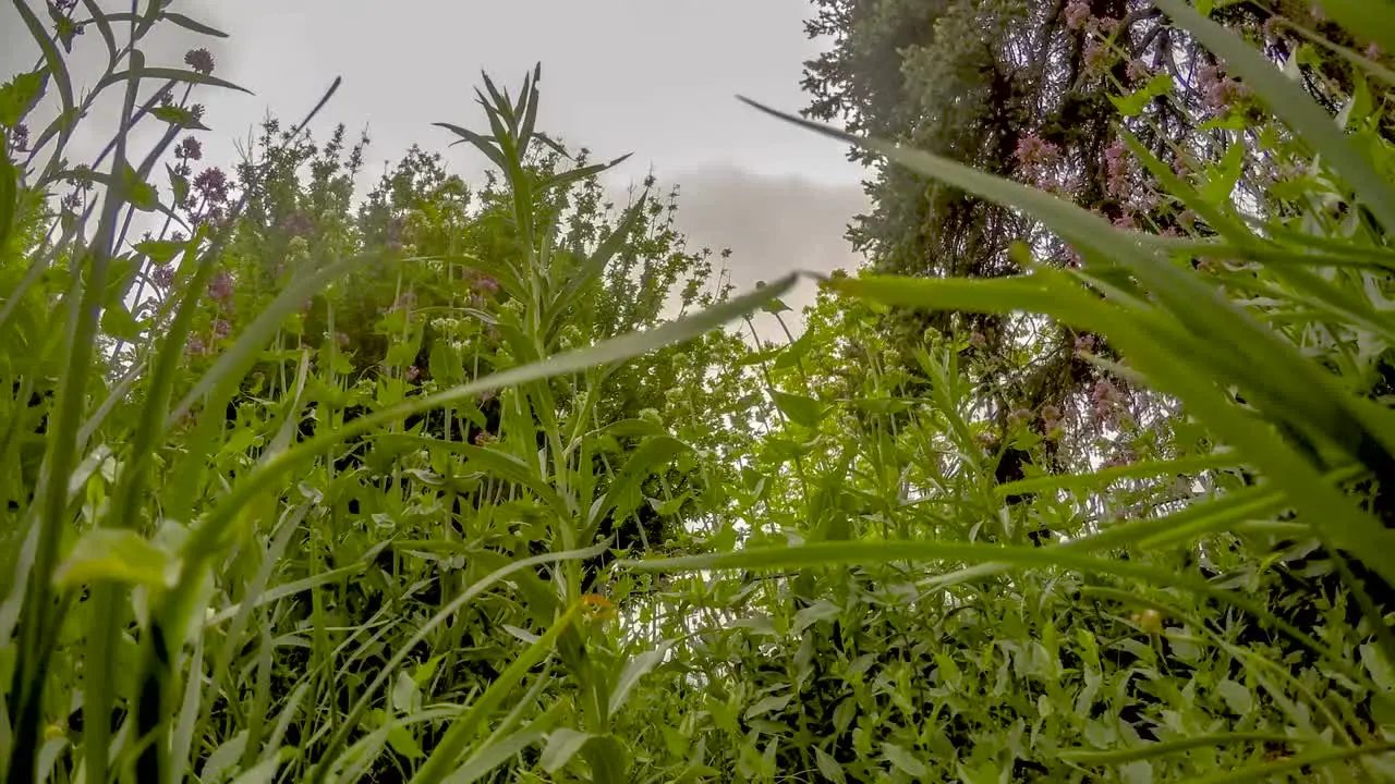 A bugs eye view of wildflowers blowing in the wind before a storm