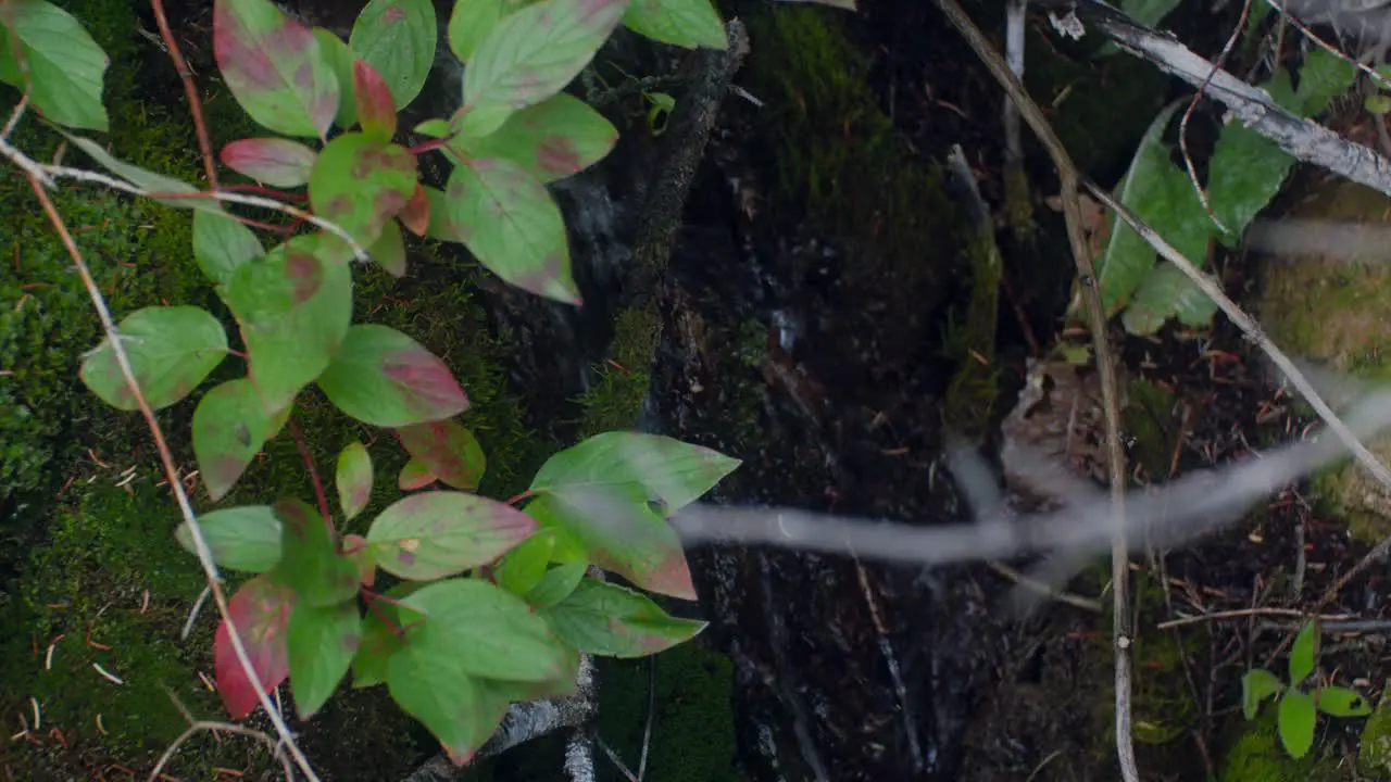 Water stream flowing with moss and bush