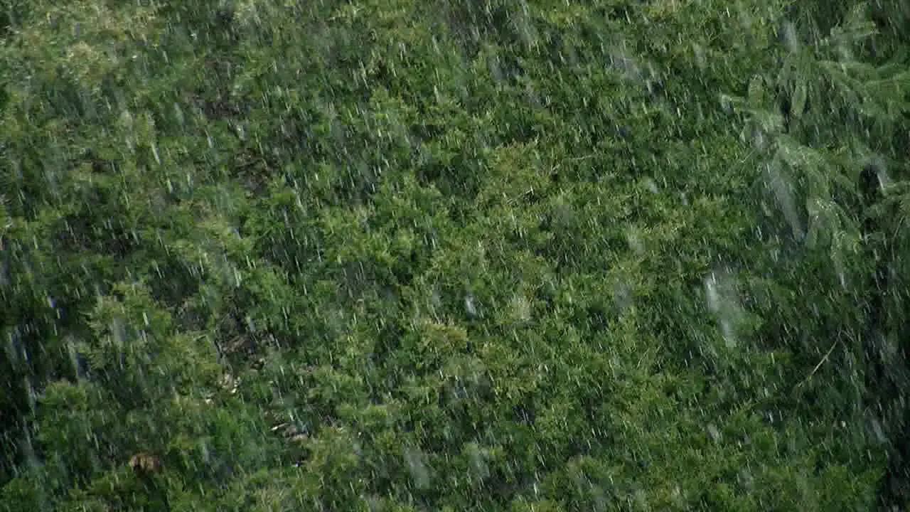 Snow falls against a background of evergreen trees