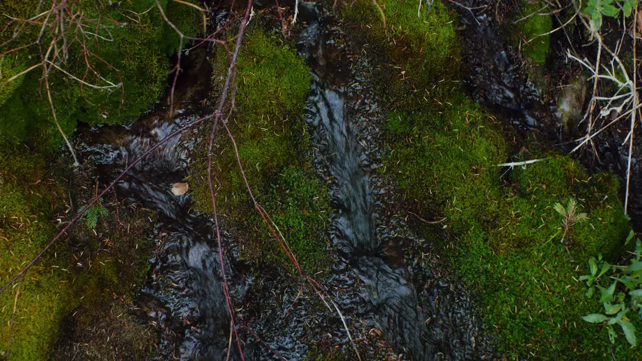 Water stream flowing trough green moss