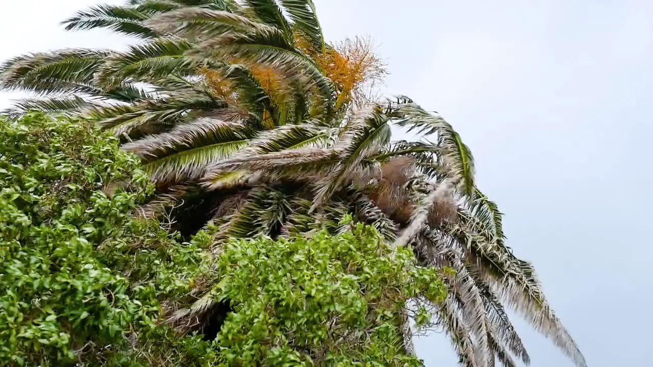 Branches of palm tree flailing around in high winds during a storm