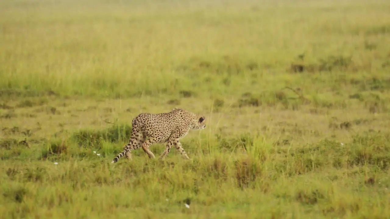 Cheetah roaming the Maasai Mara landscape prowling through the lush grasslands of the savannah savanna African Wildlife in Maasai Mara National Reserve Kenya