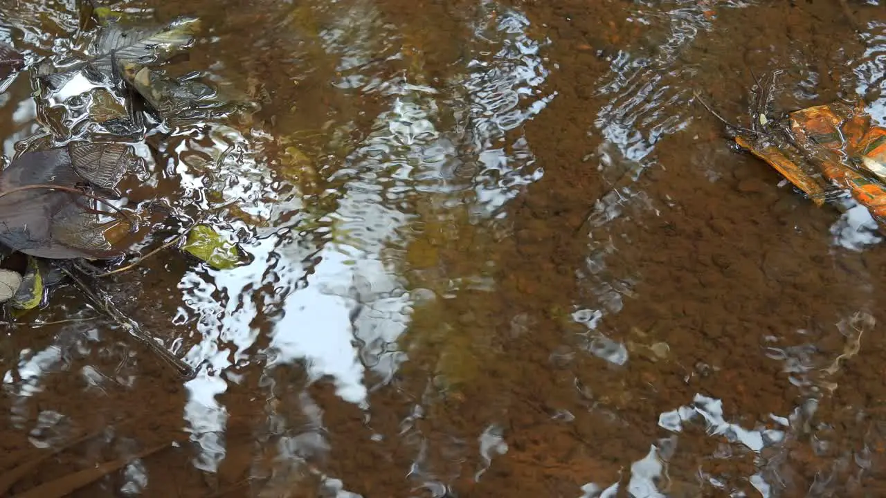 Puddle of water with wet brown leaves