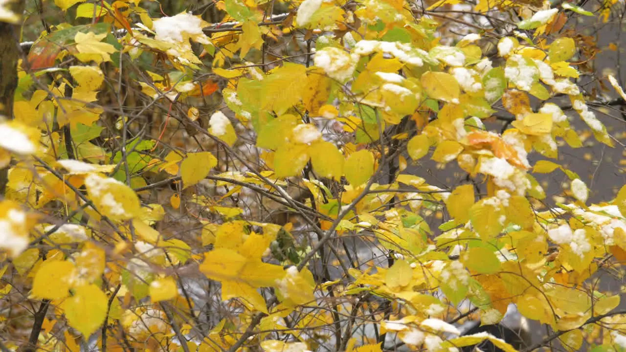 Autumn tree with one leaf falling down