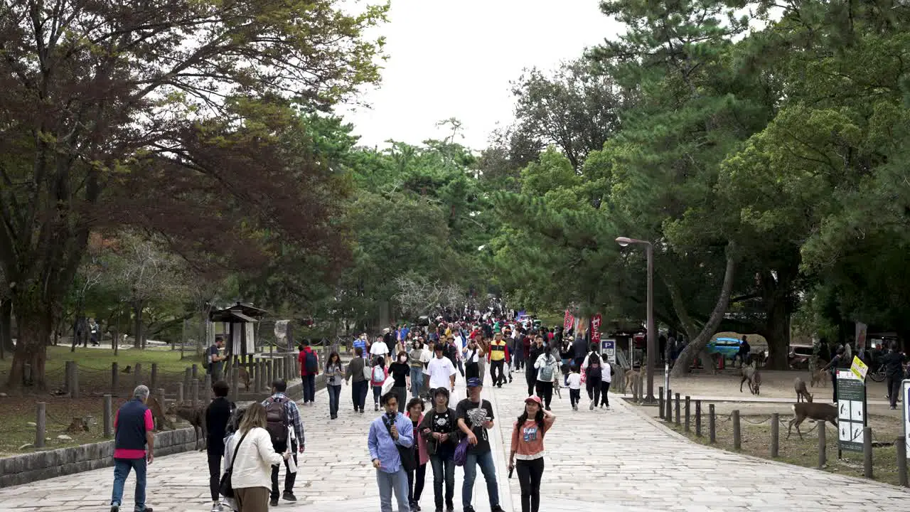 Busy Crowds Along Path At Nara Deer Park