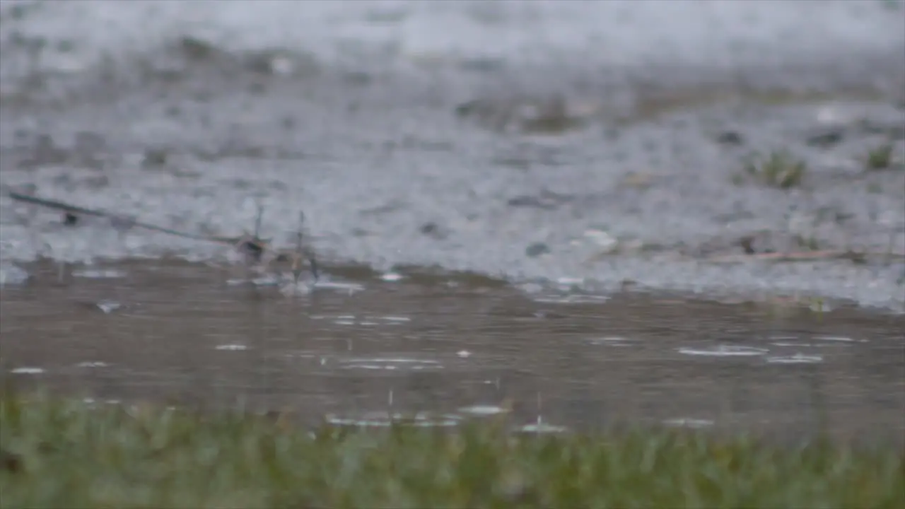 Rain drops fall on murky pond in slow motion low angle