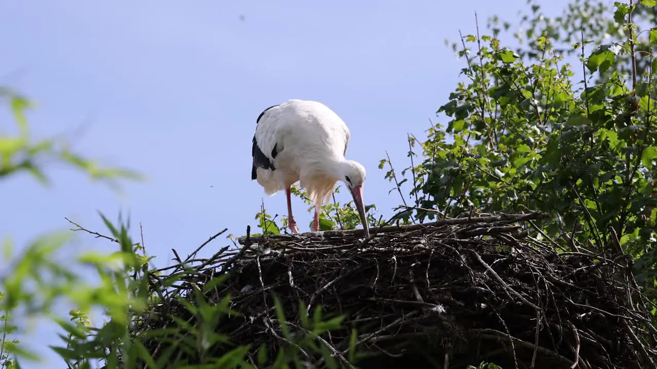 Slow motion shot of white stork resting on nest in wilderness during sunny day against blue sky