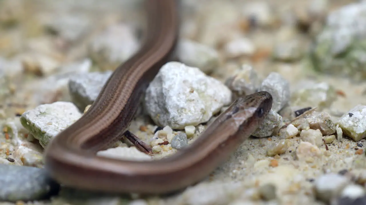 Macro shot of brown slow worm or legless lizard crawling over rocks and flicking tongue prores high quality 4k shot