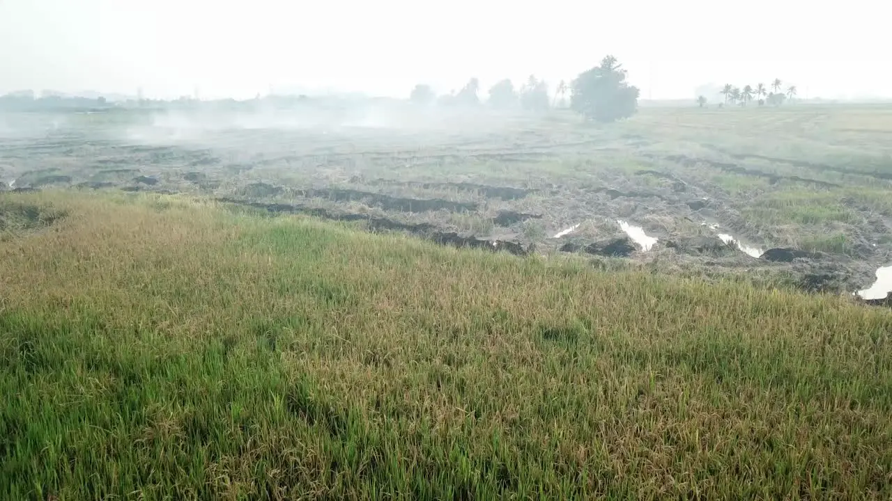 Open burning at rice paddy field