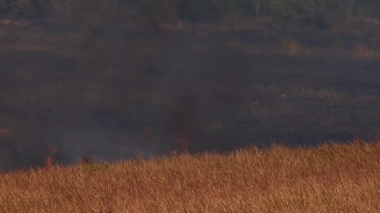 A timelapse of fire coming up to a dry brown grass after consuming vast land controlled or prescribed burning Thailand