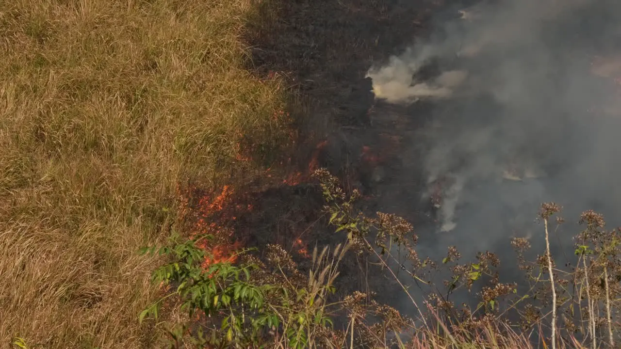 Fire going to the left creating so much smoke and charred plants and grass controlled or prescribed burning Thailand